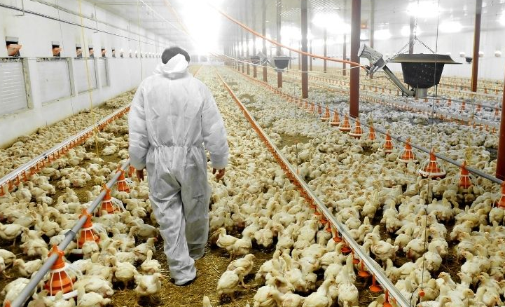 Nuevas inversiones productivas en el sector avícola generarán puestos de trabajo (2)