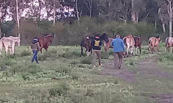 La Policía secuestró cuatro caballos en mal estado: uno de ellos mutilado (1)