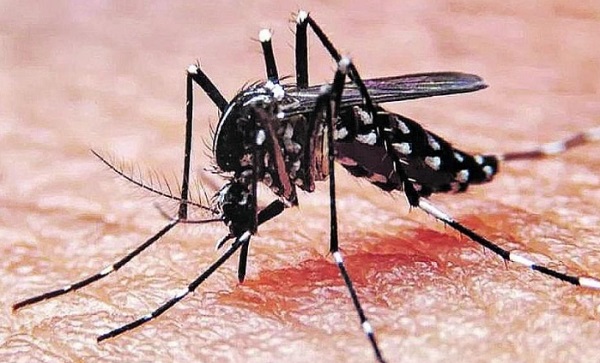 Dengue: ya son cinco los casos en Concordia (1)