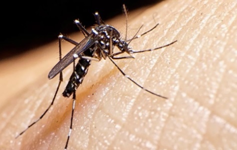 Dengue: casi 400 casos en Entre Ríos (1)