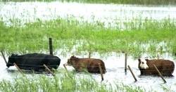El SENASA organiza el traslado de medio millón de animales de las Islas por inundaciones (1)